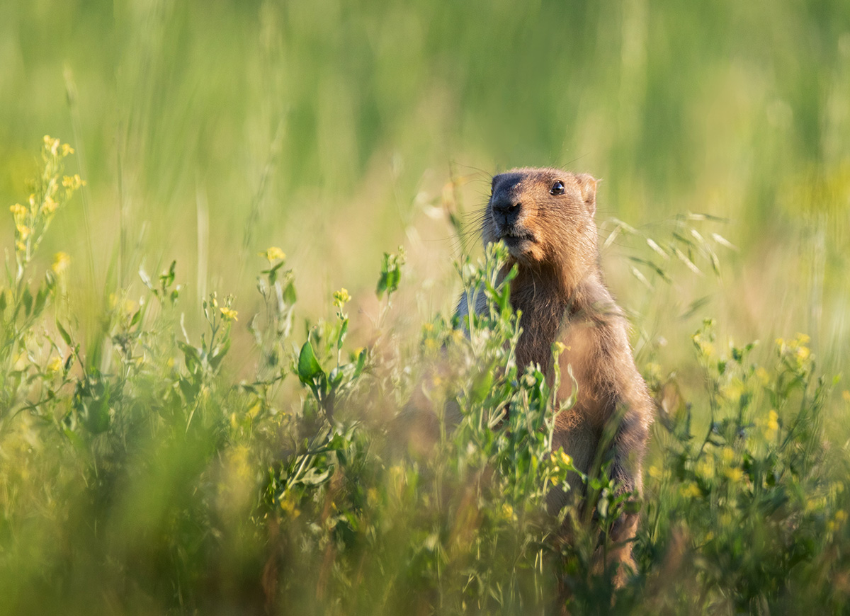 Вечерняя смена