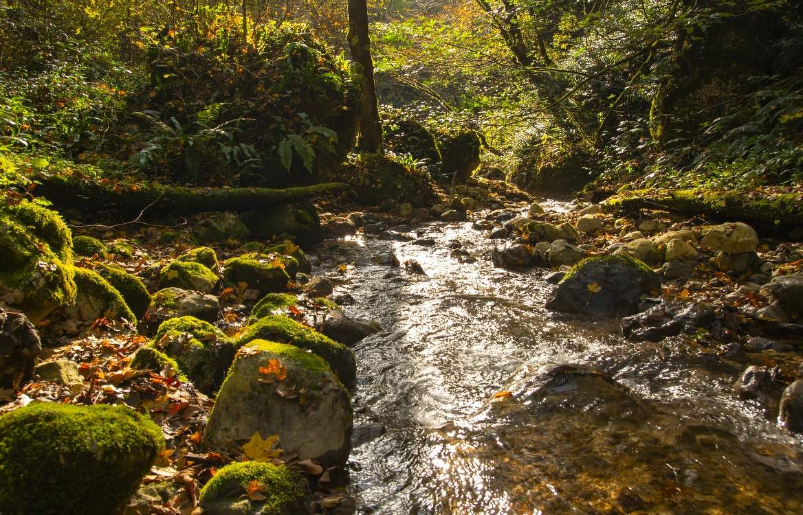 Вечером у ручья...