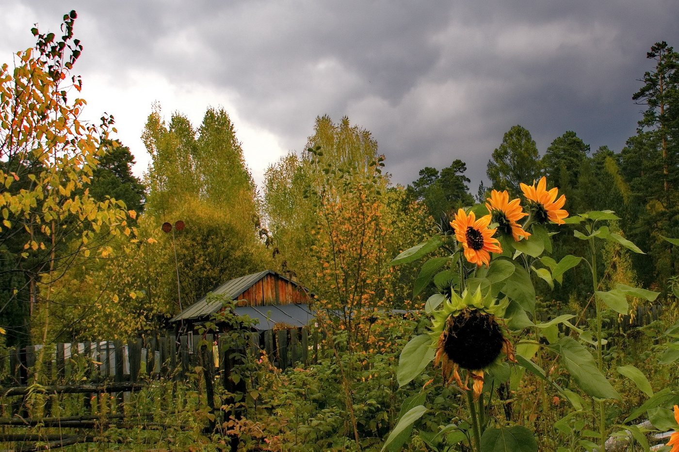 *Подсолнухи.**