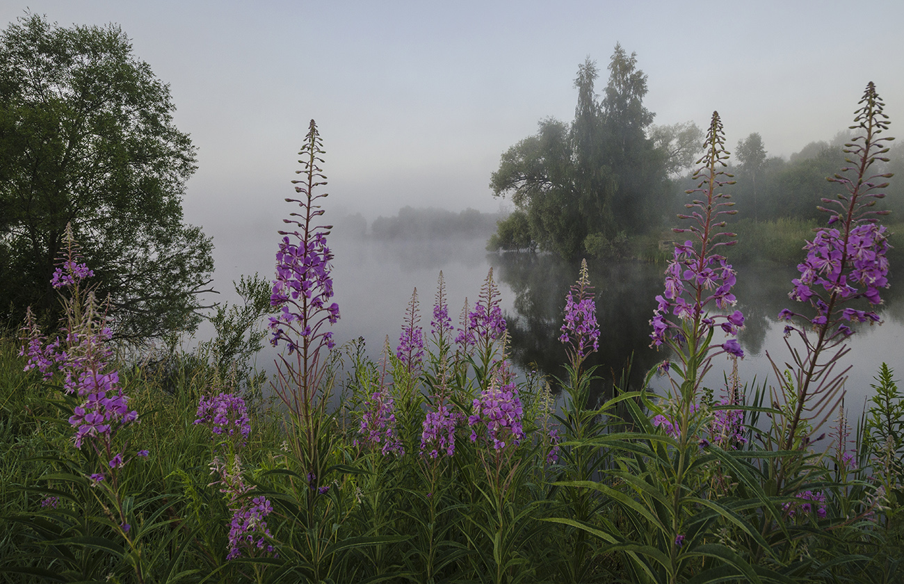 Летний этюд с кипреем