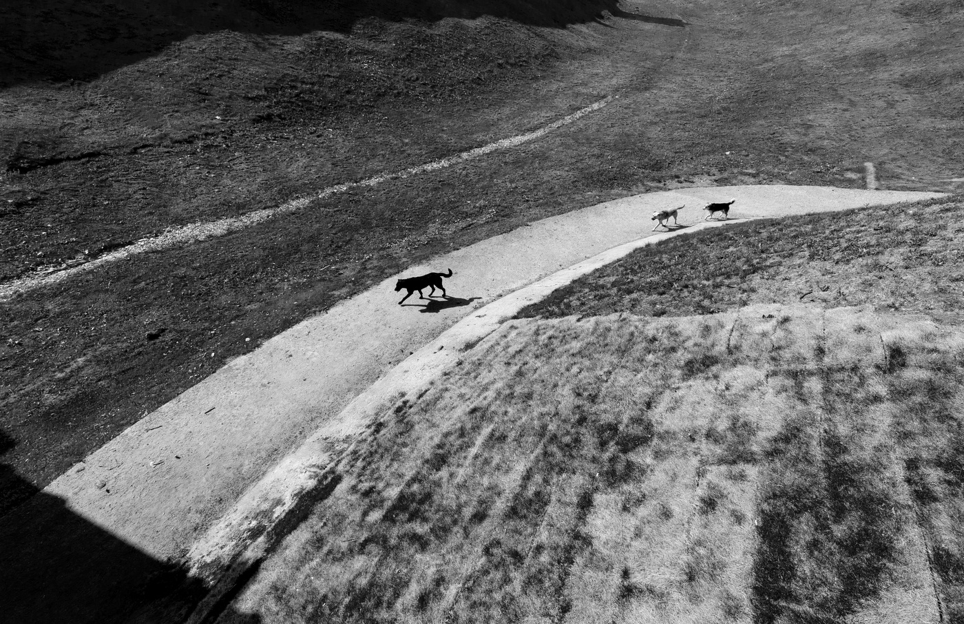 Полуденные псы.