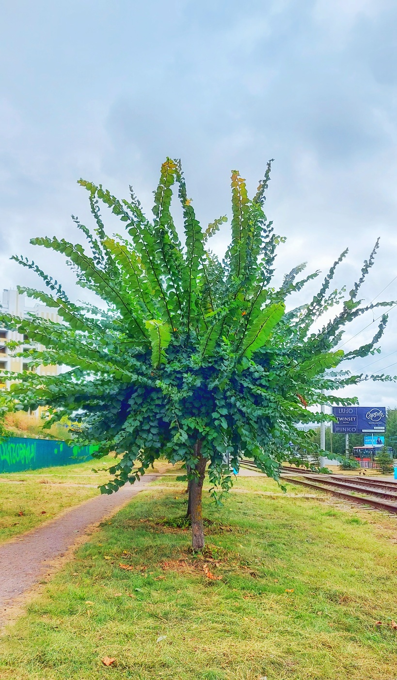 Зелень городская