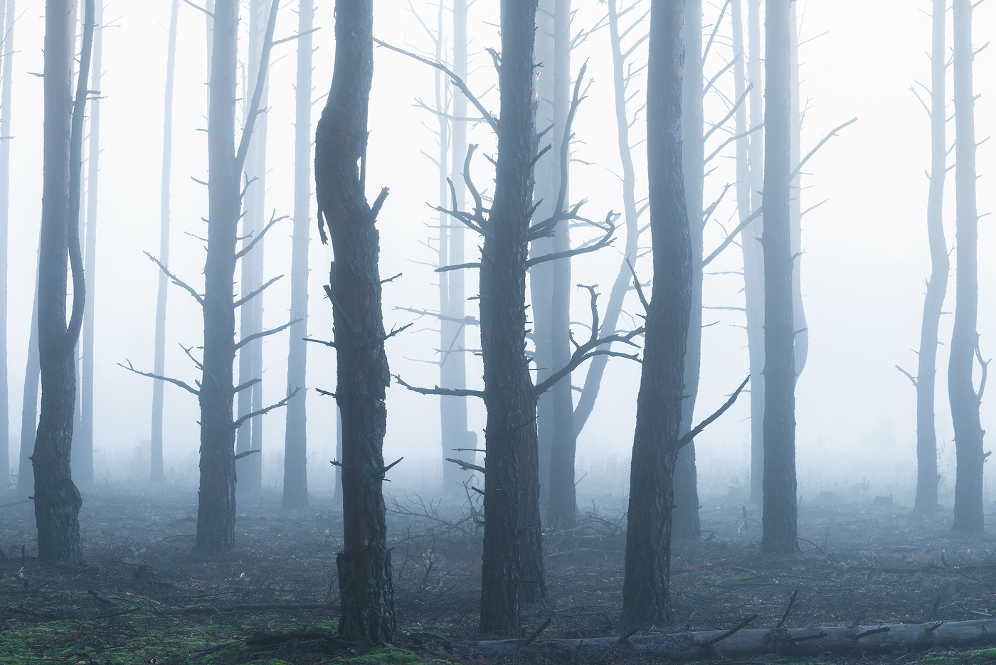 Туманный лес сентября