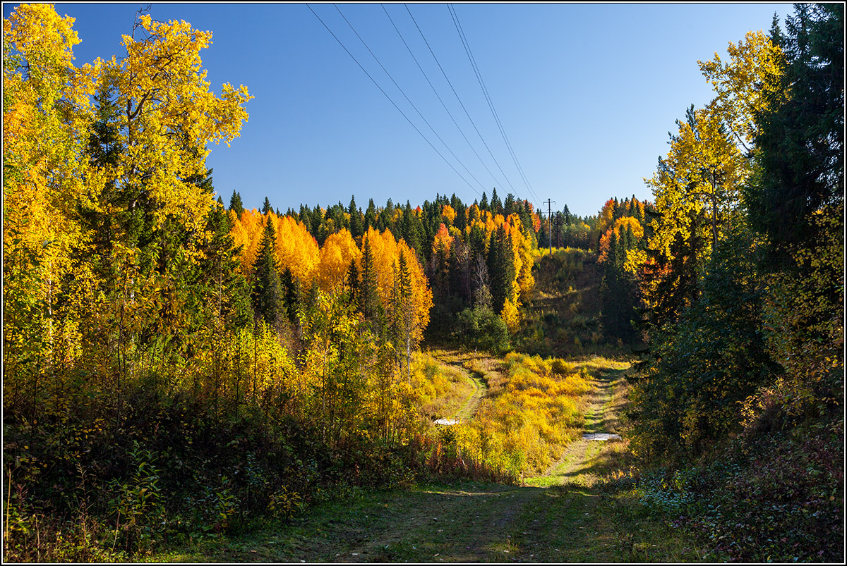 Золото осени.