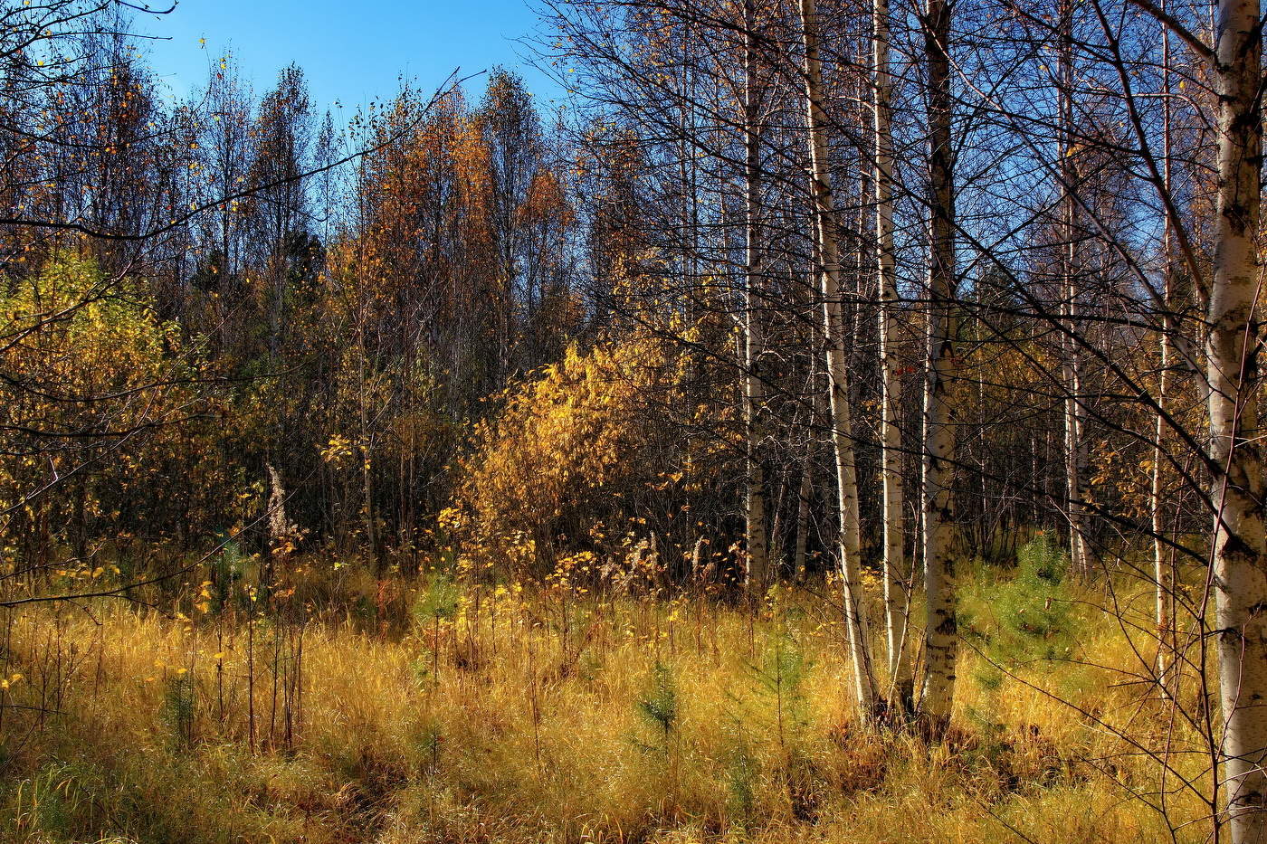 *Осенний лес.**