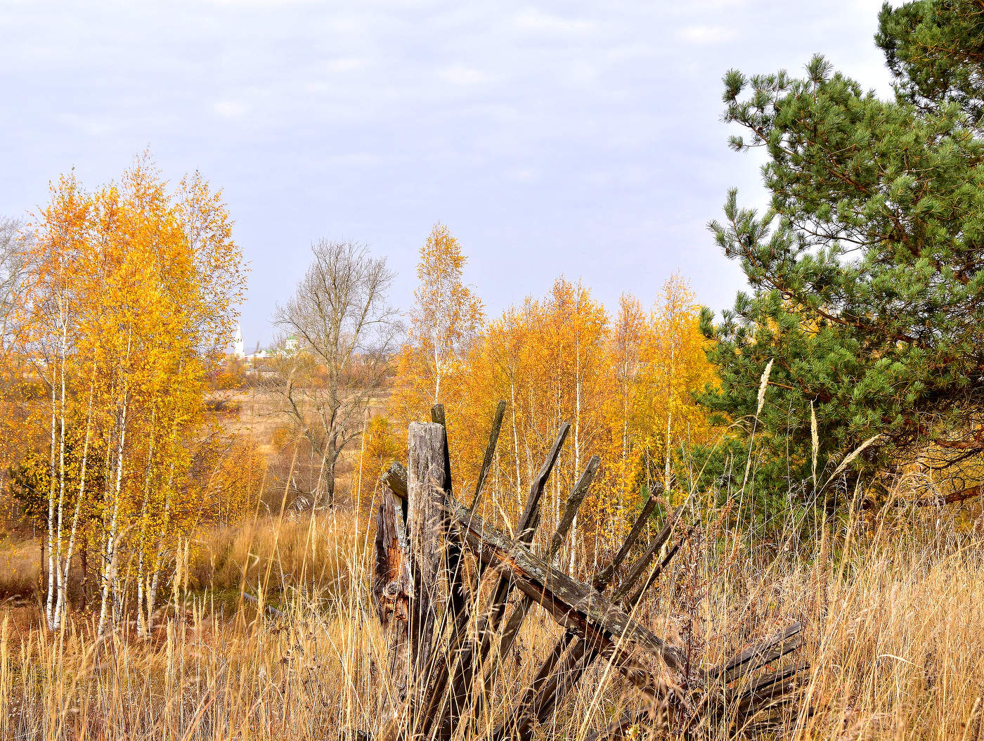 У берез и сосен тихо бродит осень