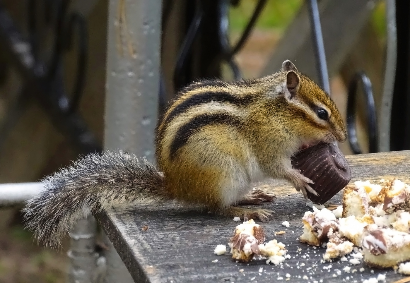 Бурундук сладкоежка...