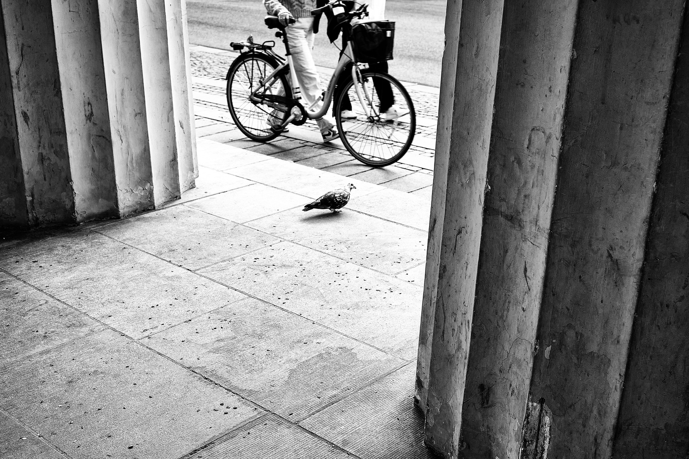 Голубь мира лезет под колеса