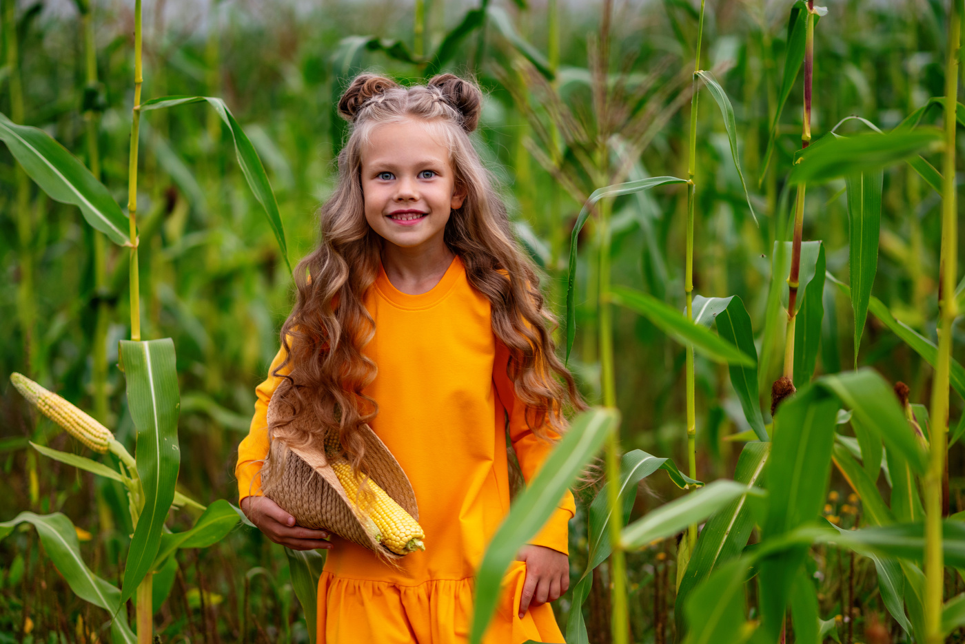 На сборах кукурузы