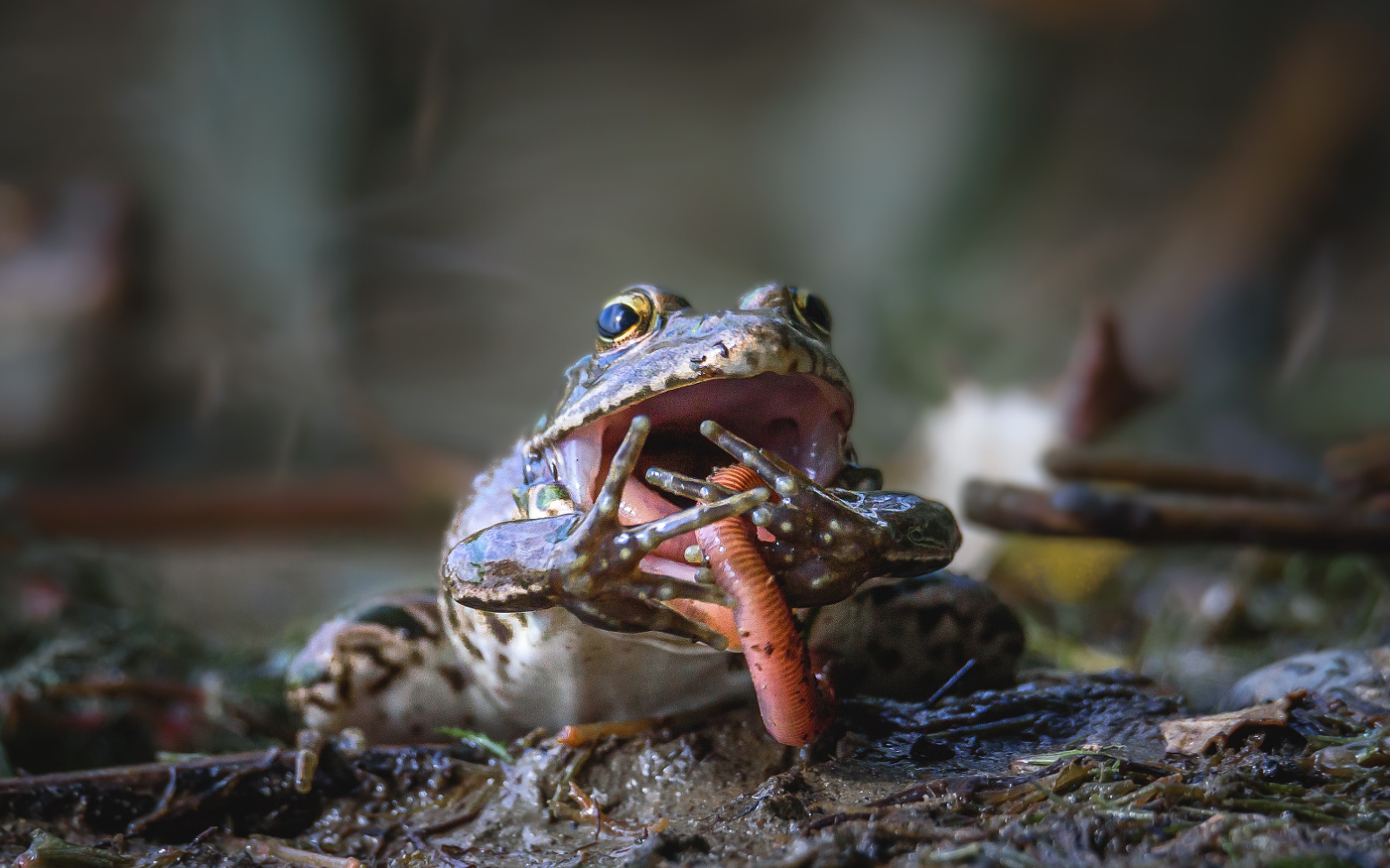 Про лягушку и червя