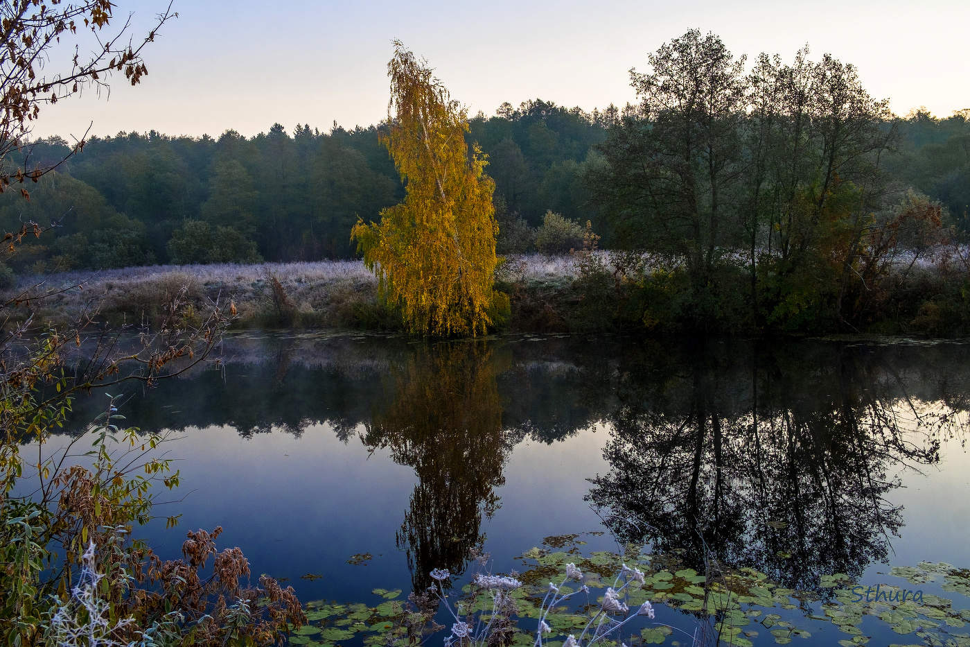 Берёза у озера.