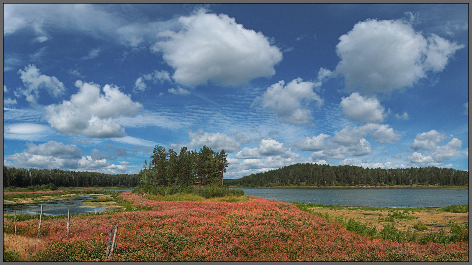 Цветет горец