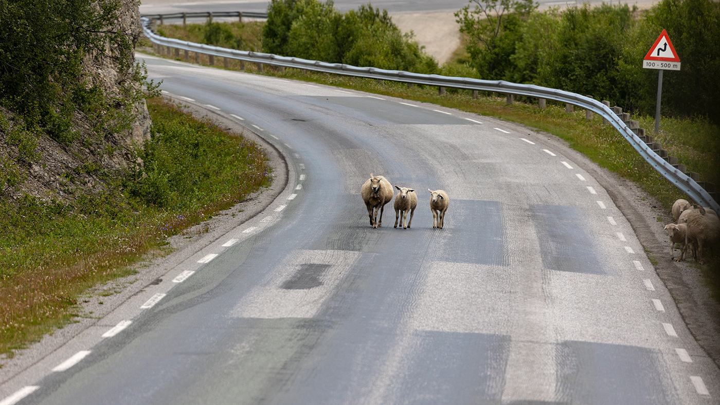 Наглые бараны