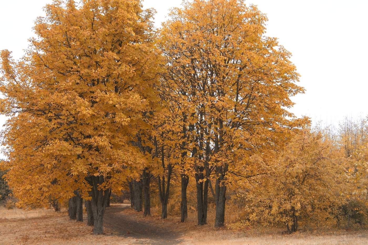 Серое небо желтой листвы ..