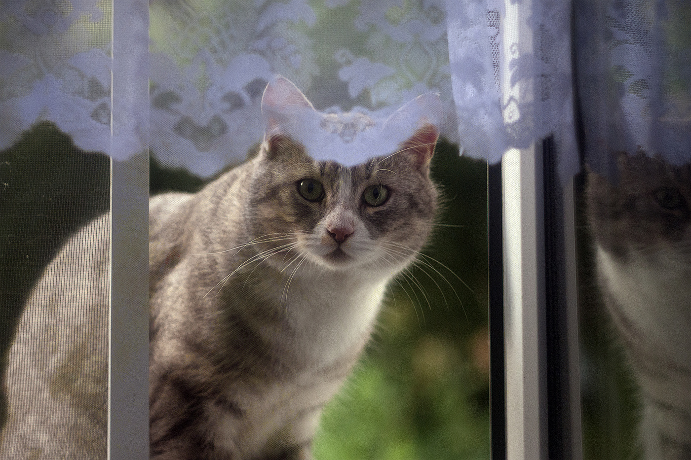 Дед, домой можно войти?