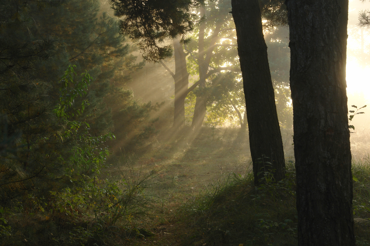 утро в десу