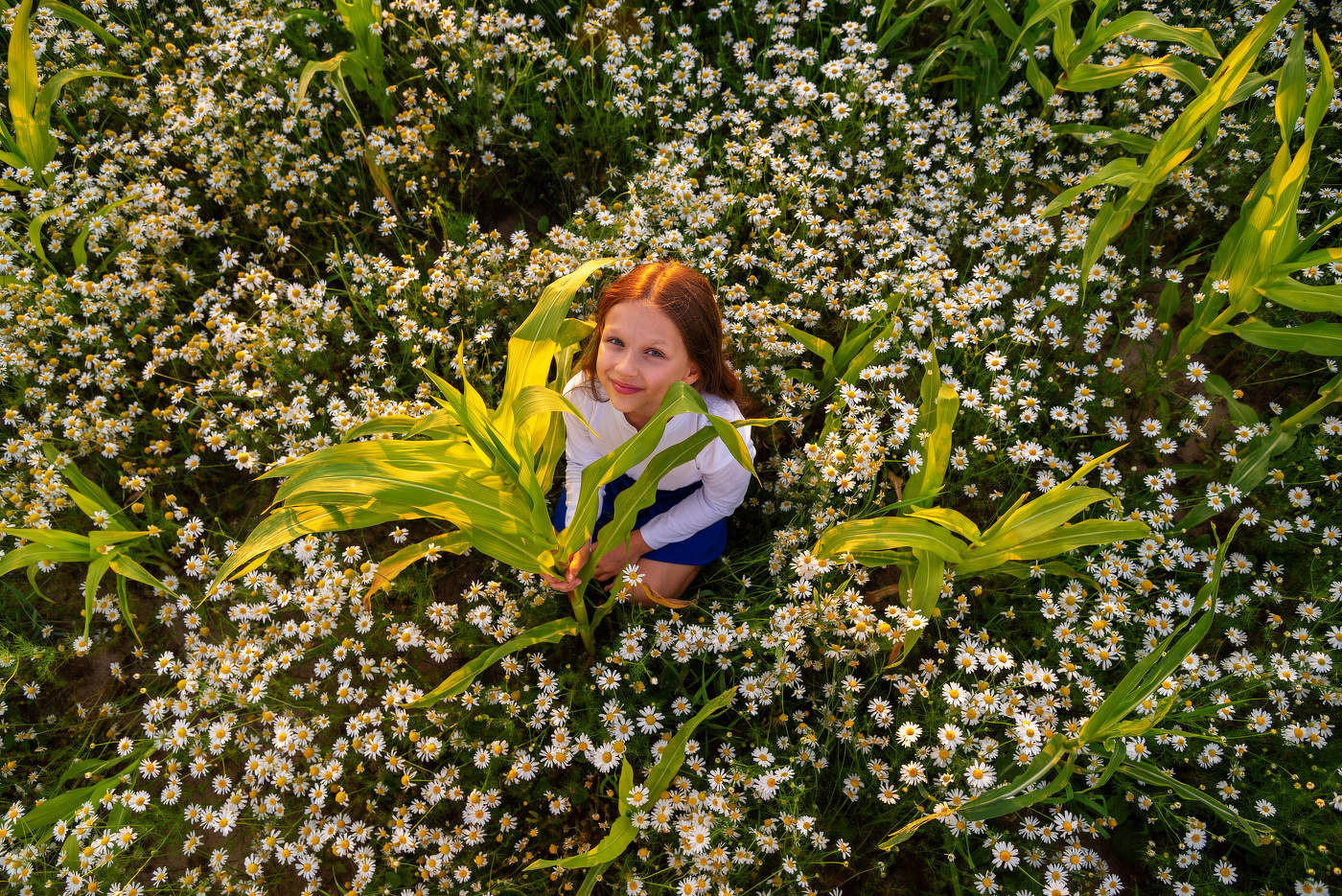 Ромашки и кукуруза