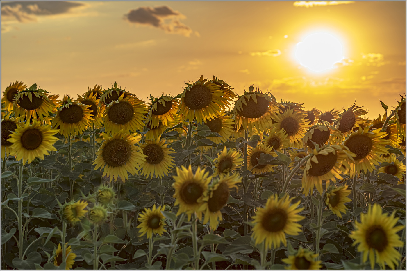 Обласканные солнцем