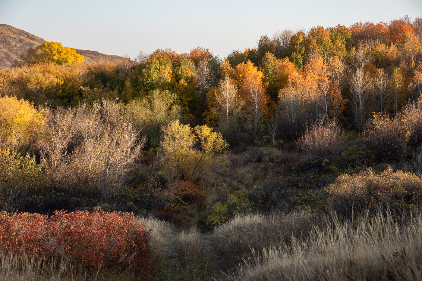 Краски осени