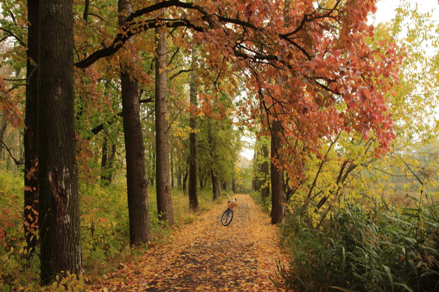 В парке осеннем