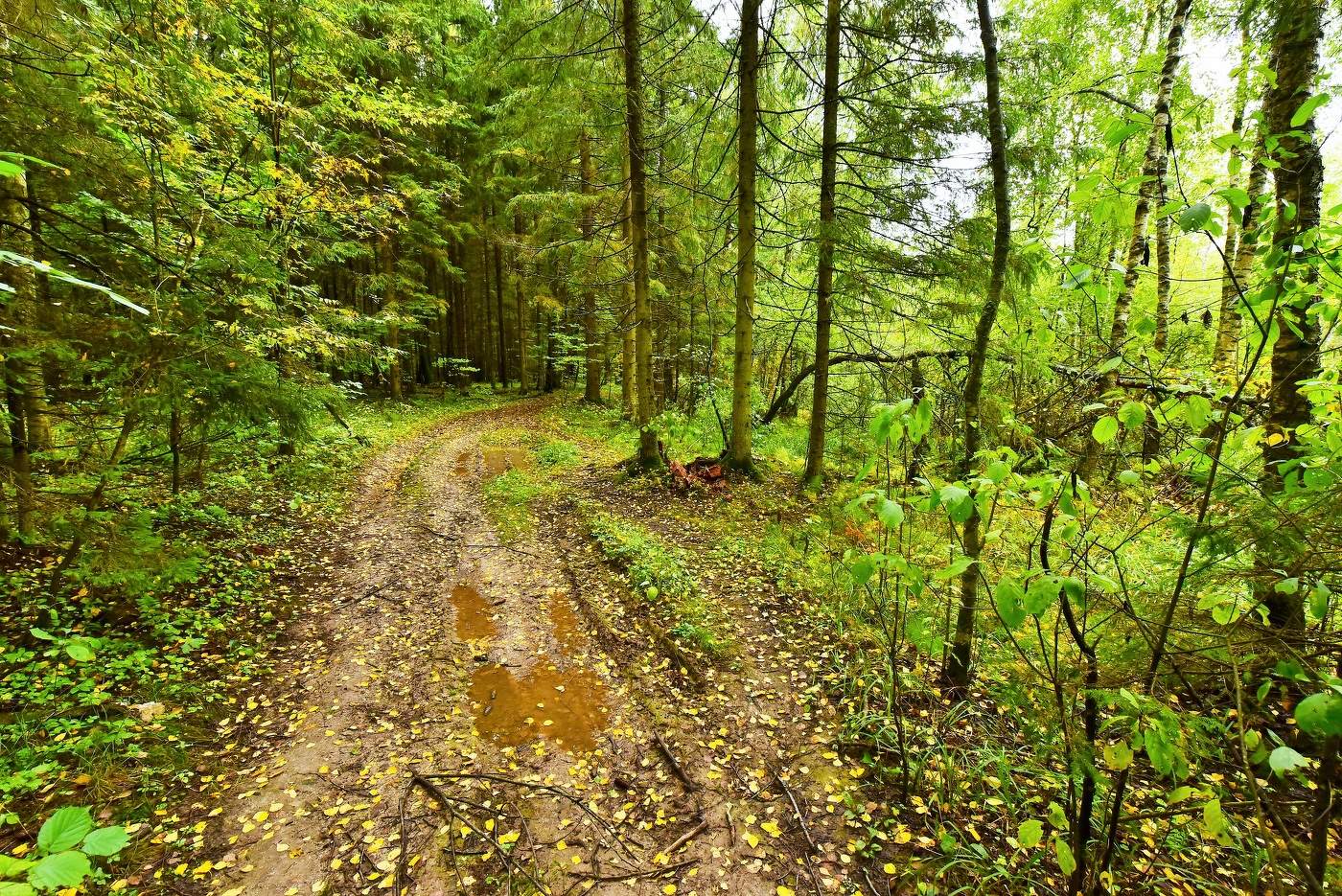 "Сомкнет ресницы осень и всхлипнет тишиной ..."
