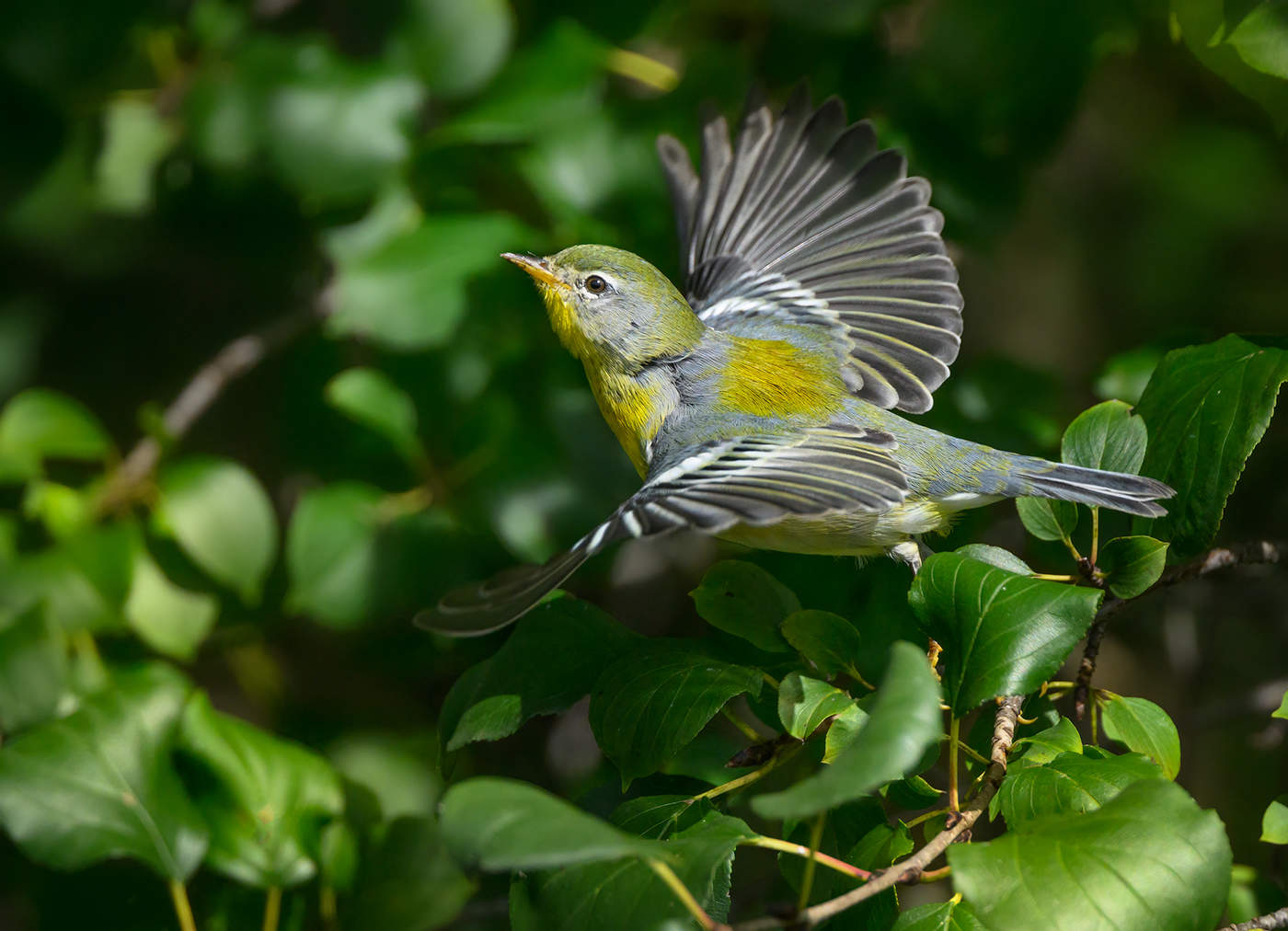 Northern Parula