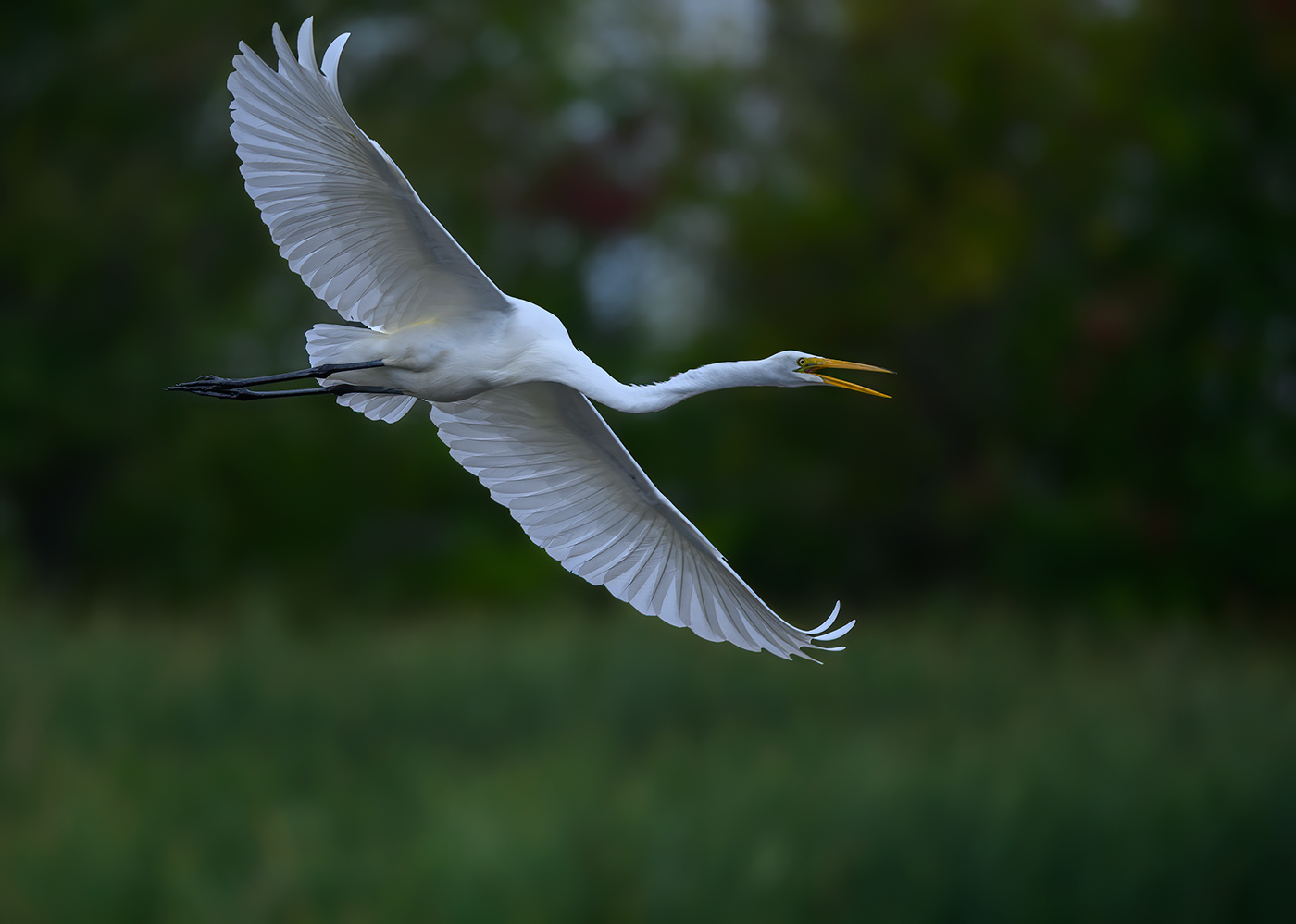 Great egret