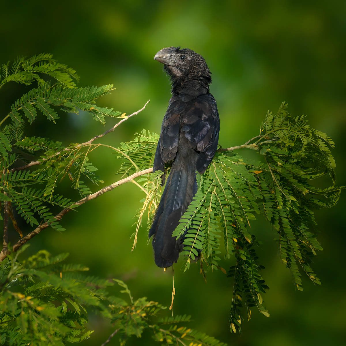 Smooth - billed Ani