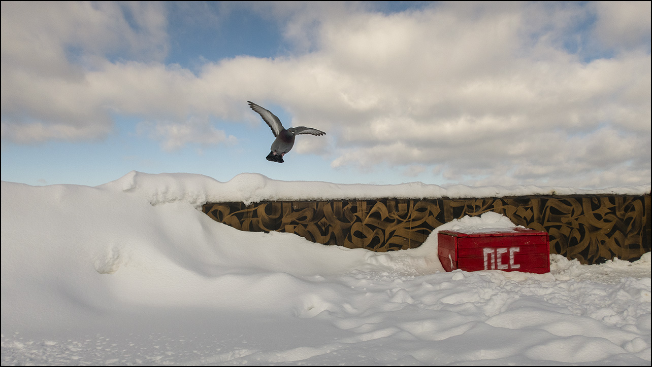 голубь и псс