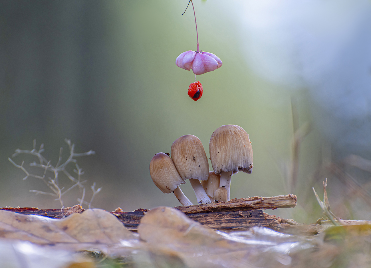 Картинка из леса