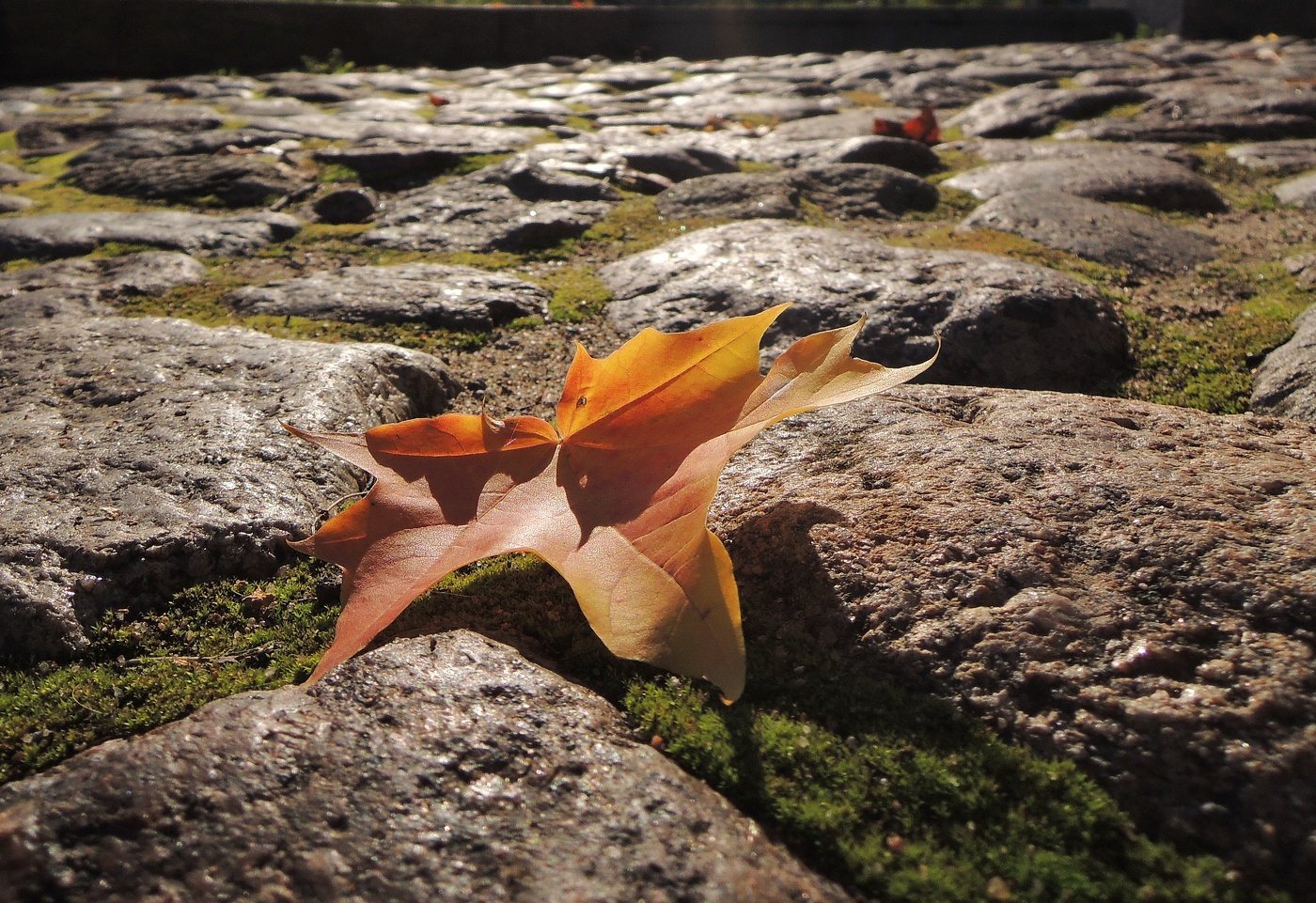 несмелый привет Осени