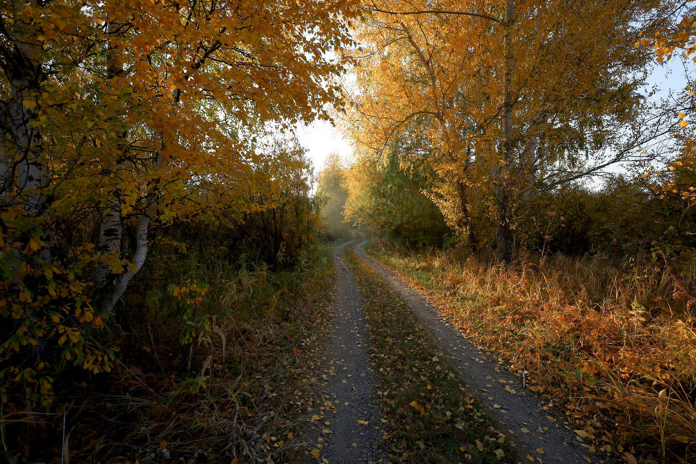 Осень багряно-золотая