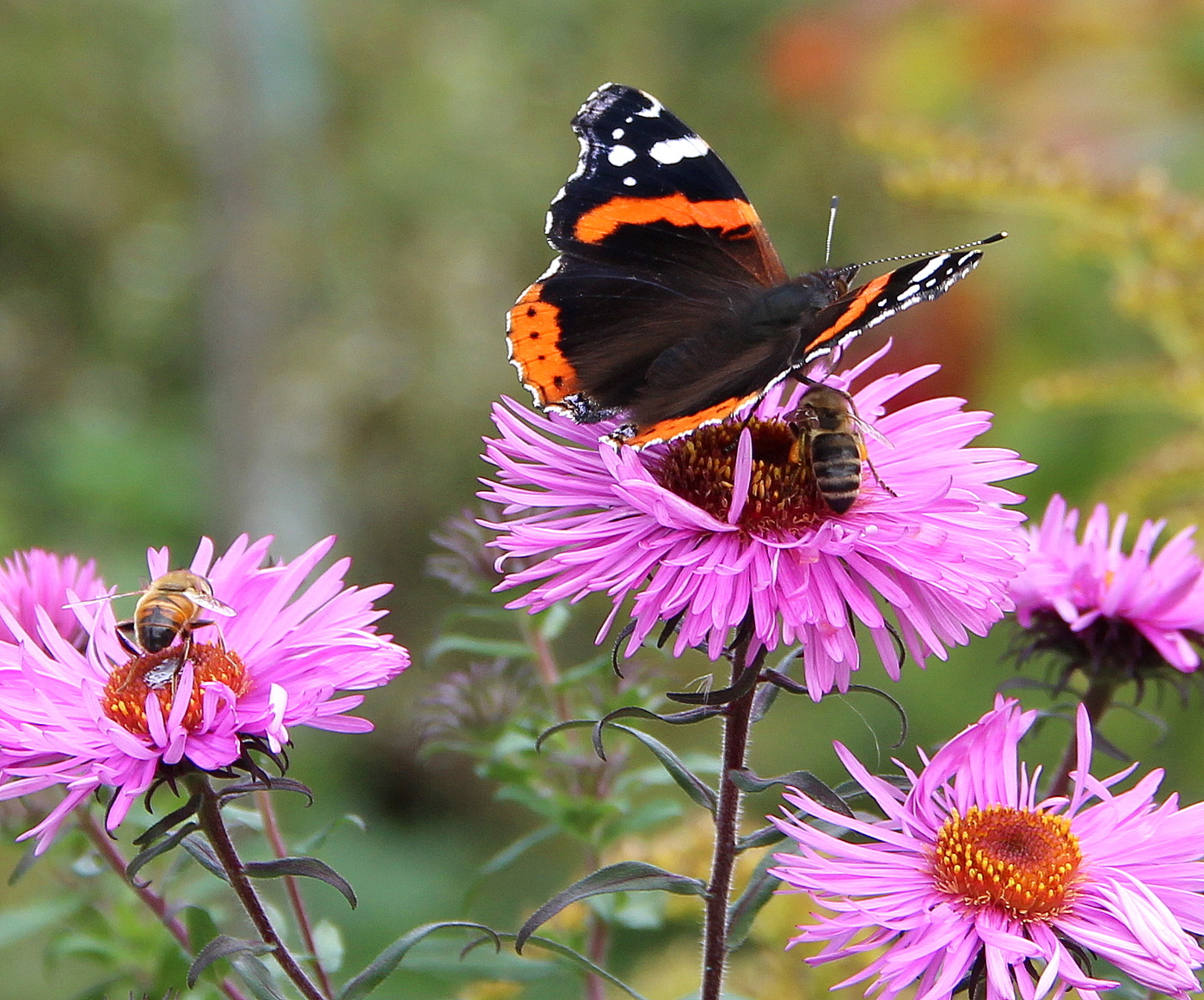 Не поделили.