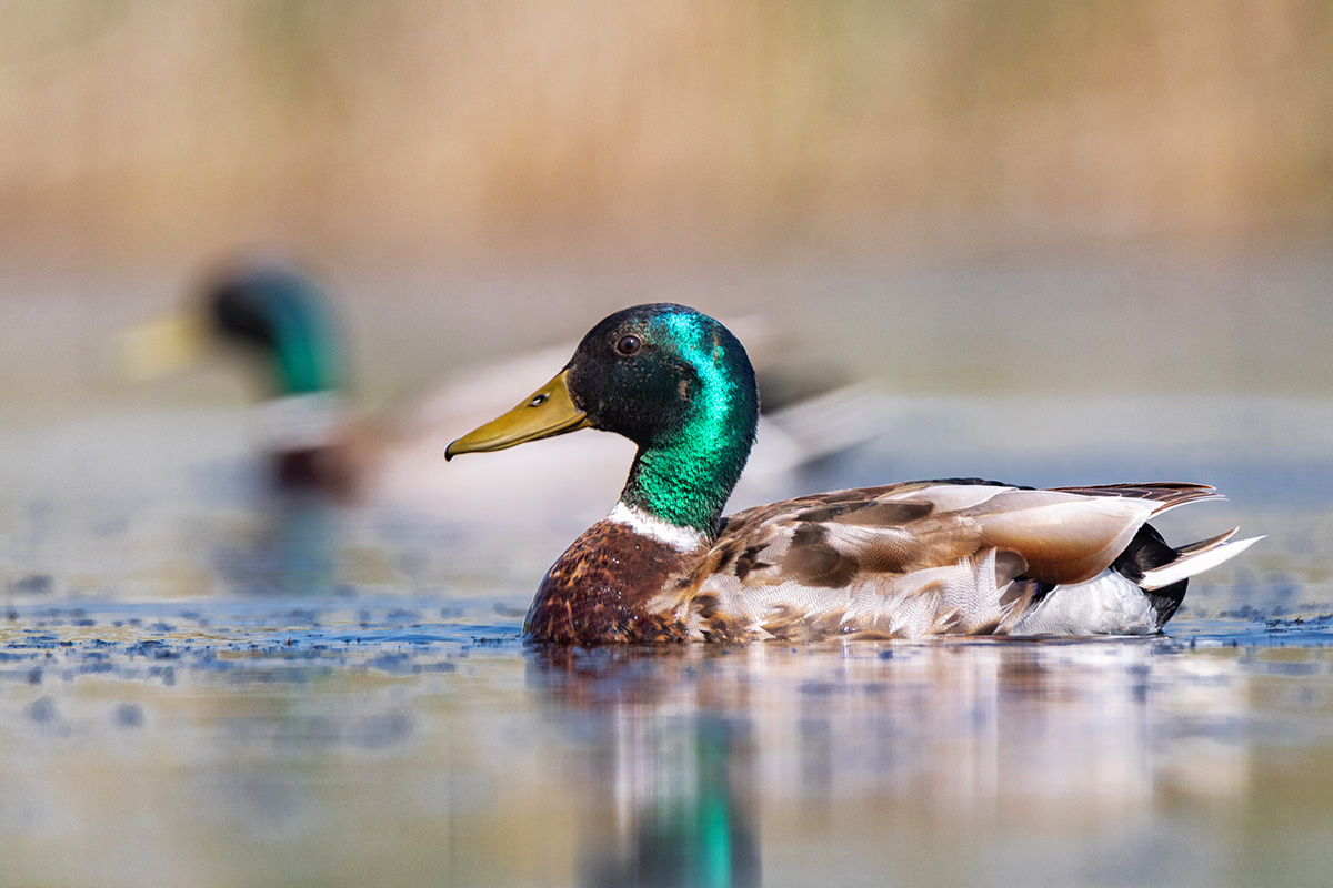 Два селезня