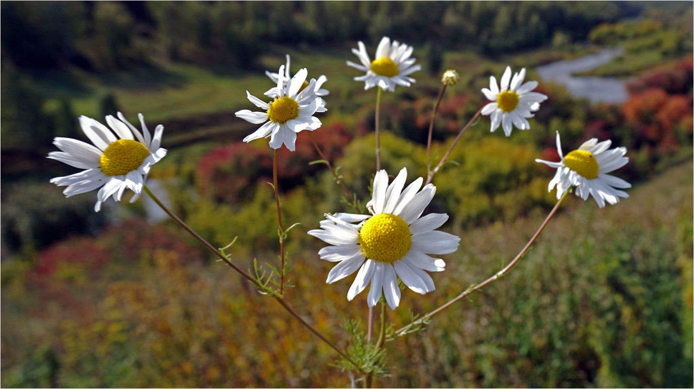 Ромашковая геометрия
