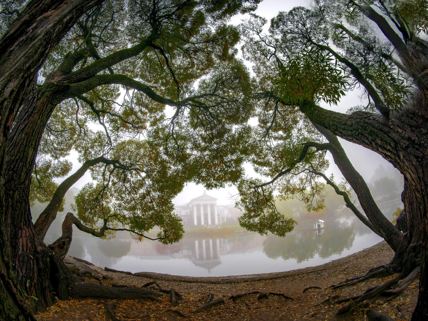 Туманная сказка