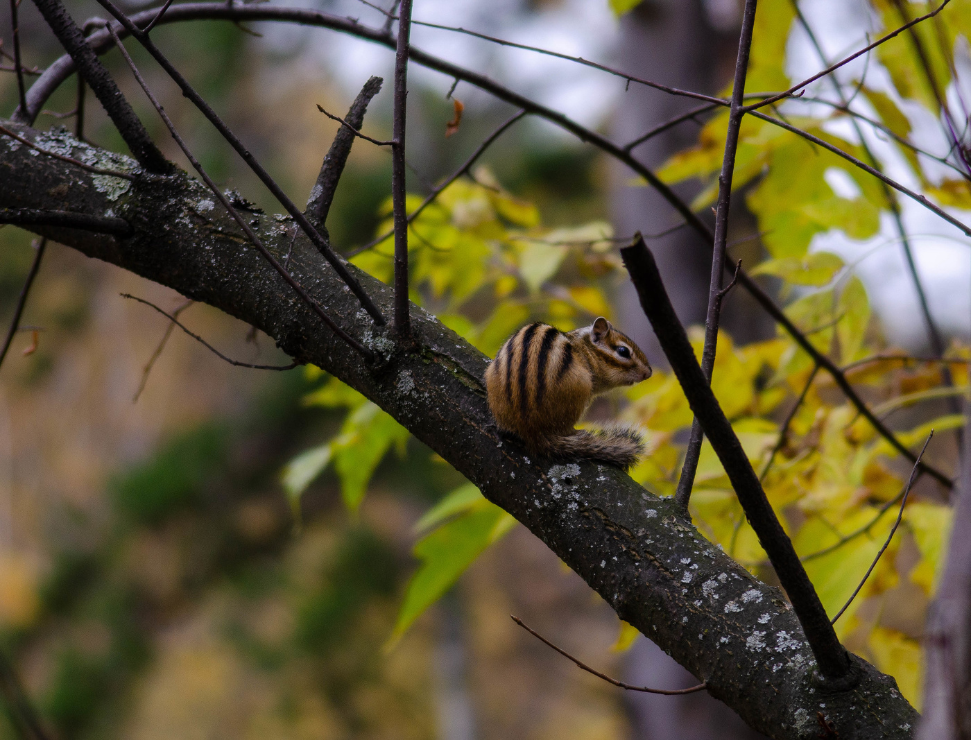 Полосатый шустрик- бурундучок