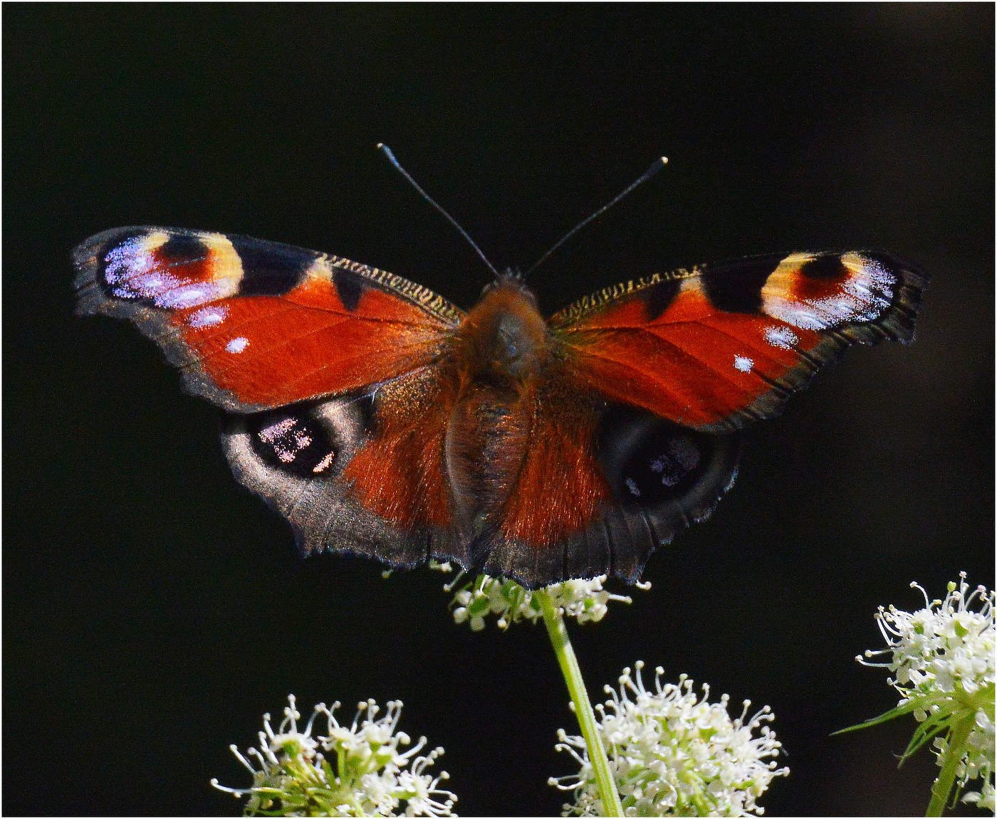 Перед полетом.