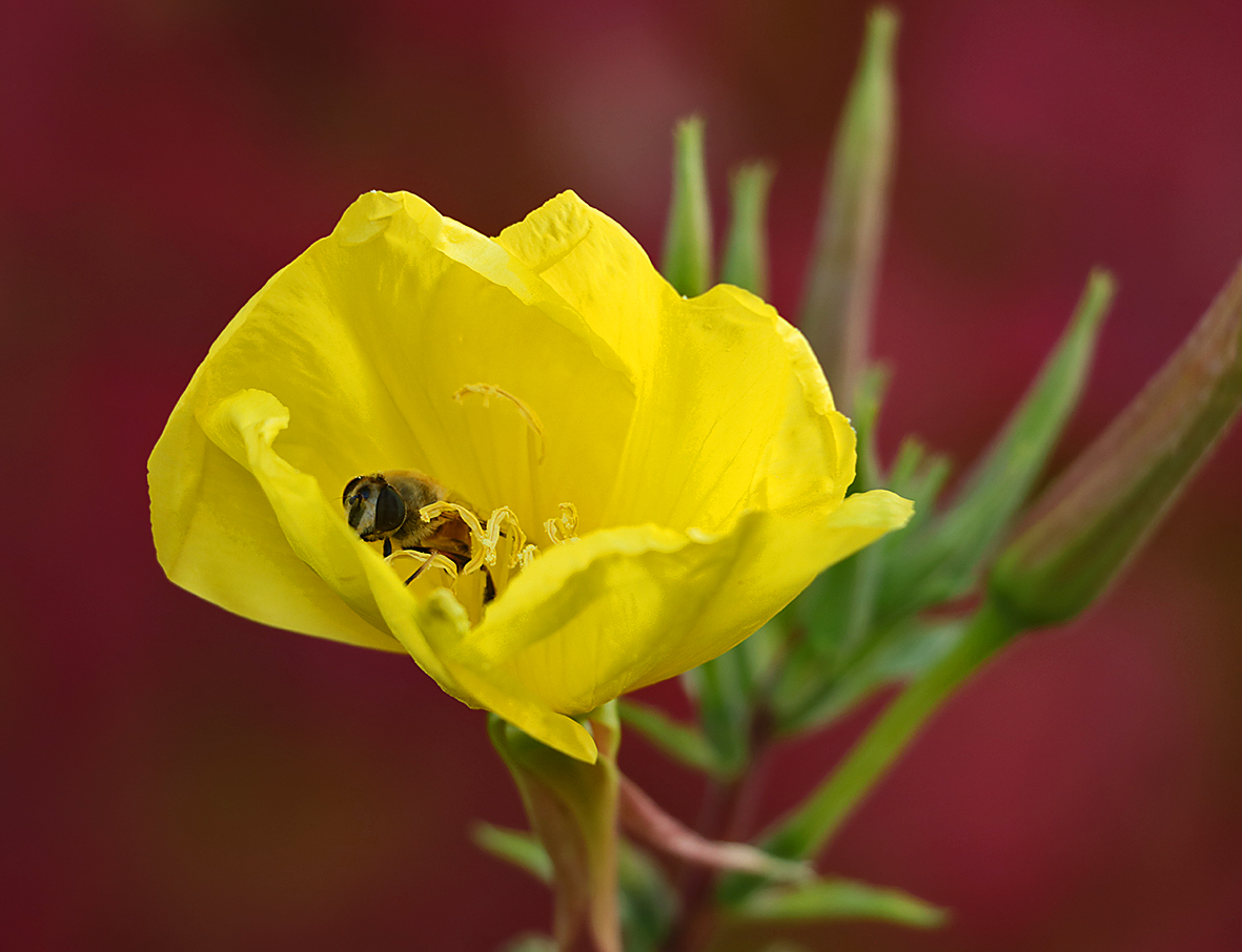 В колыбельке
