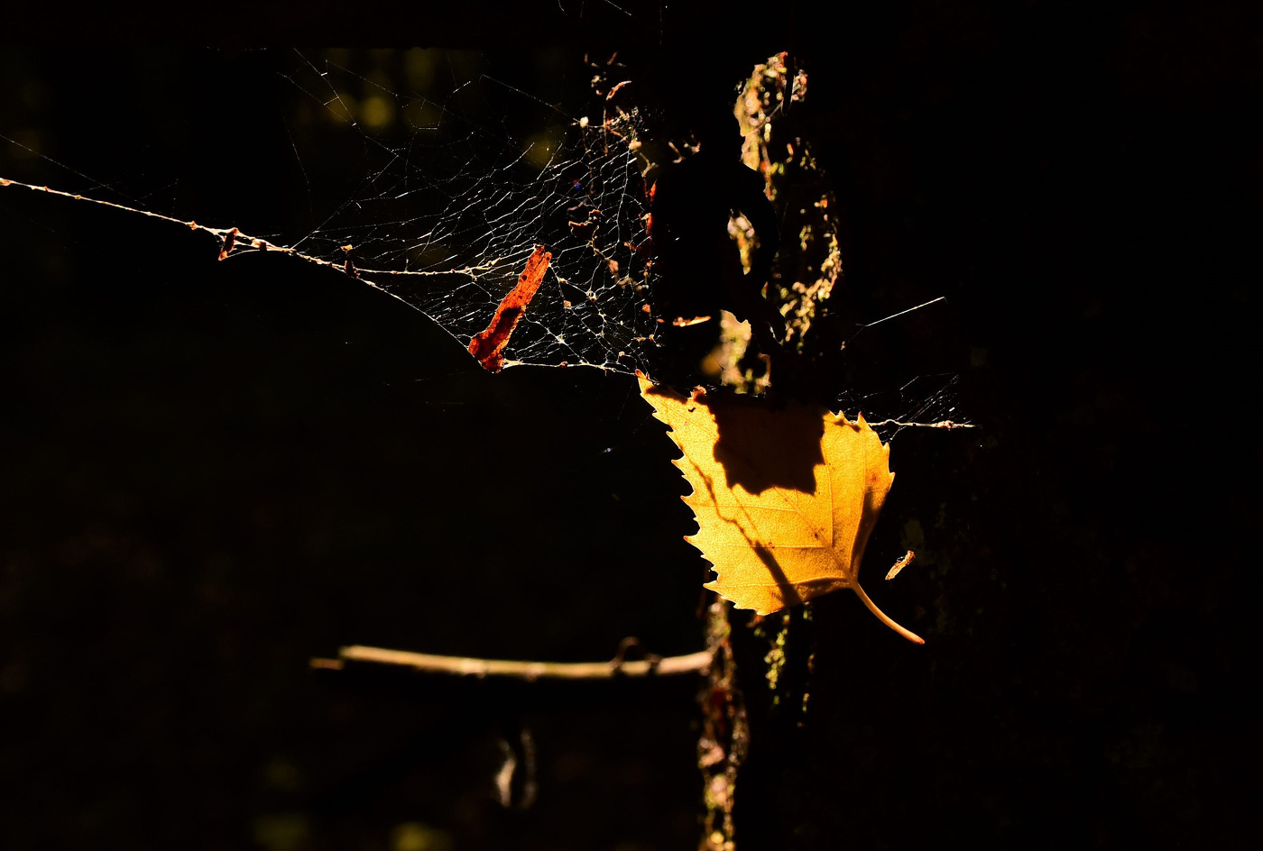 Сорванный ветром лист спрашивает: "За что?..."