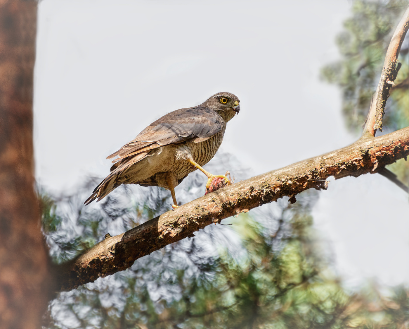 Суровый взгляд..