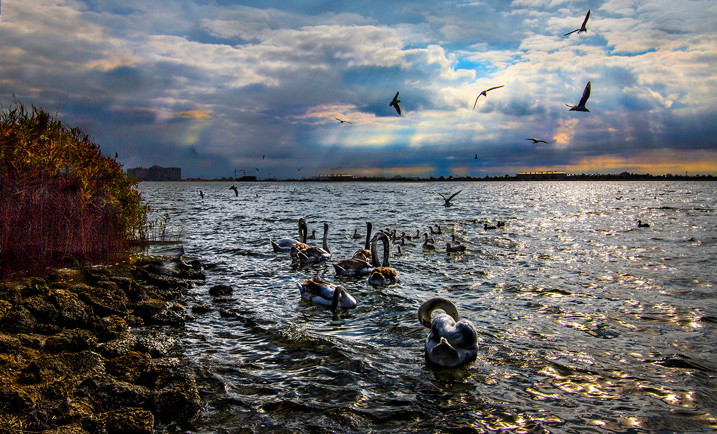 Пернатая тусовка