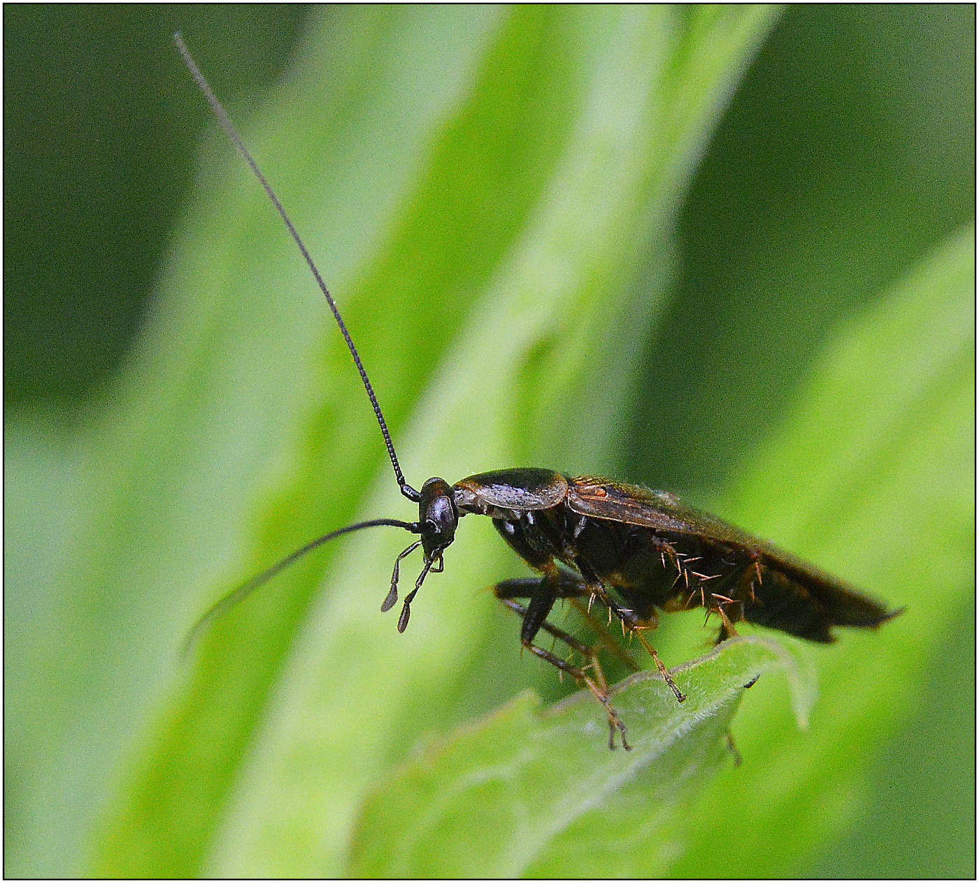 Не сладкая жизнь таракана.