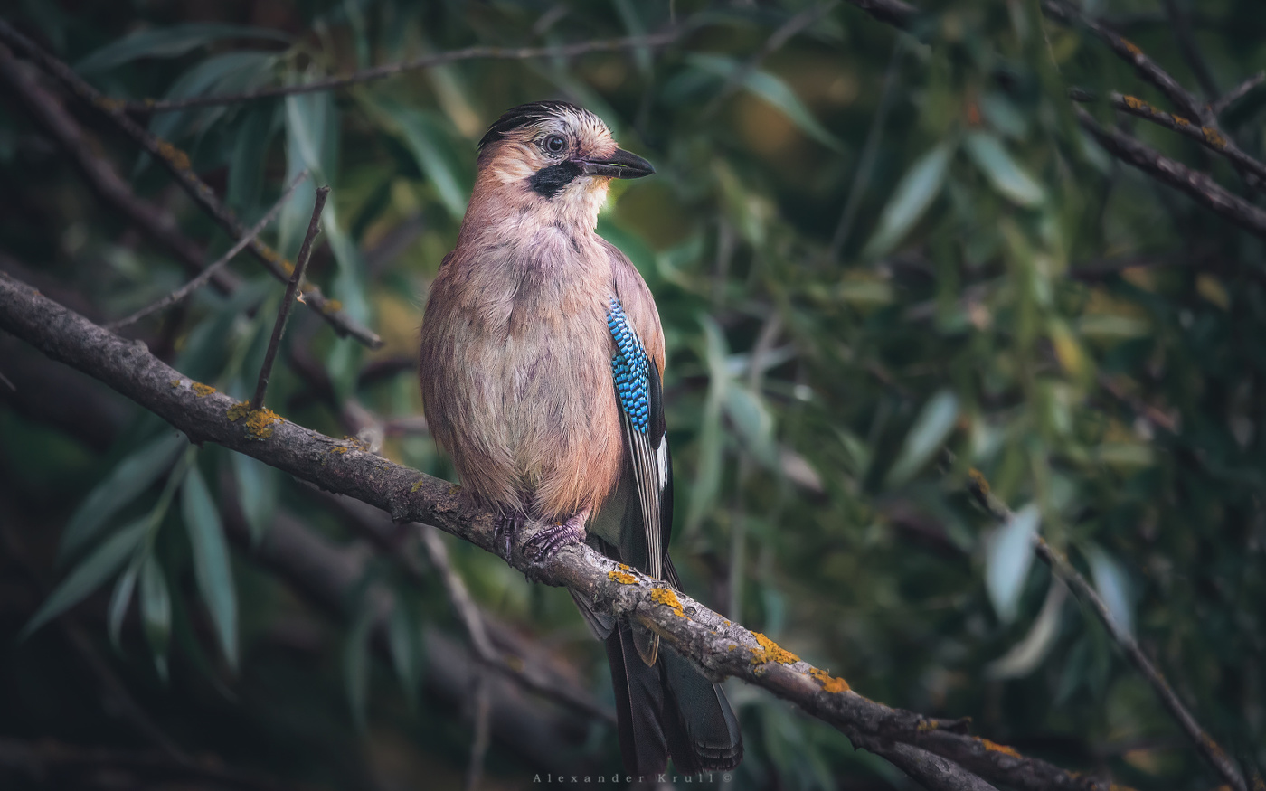 Портрет сойки в интерьере
