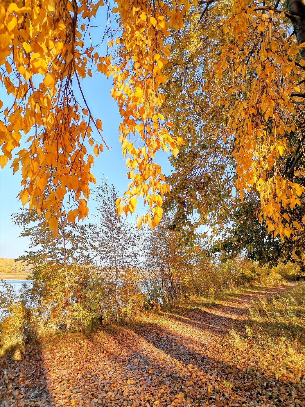 Золото черных тополей
