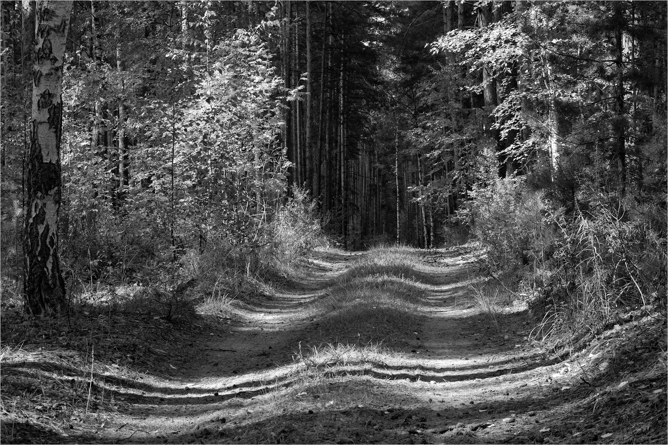 прямые линии