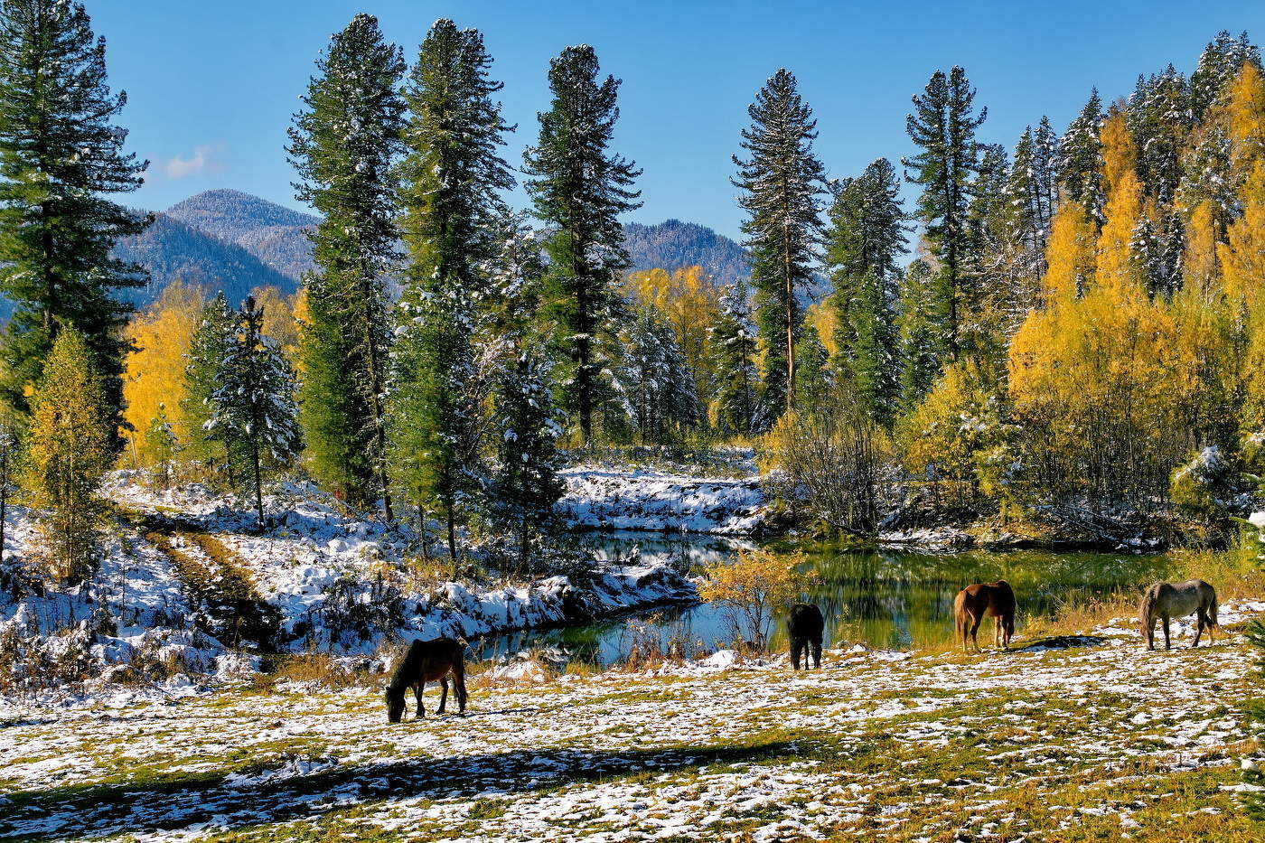 Алтайская осень.