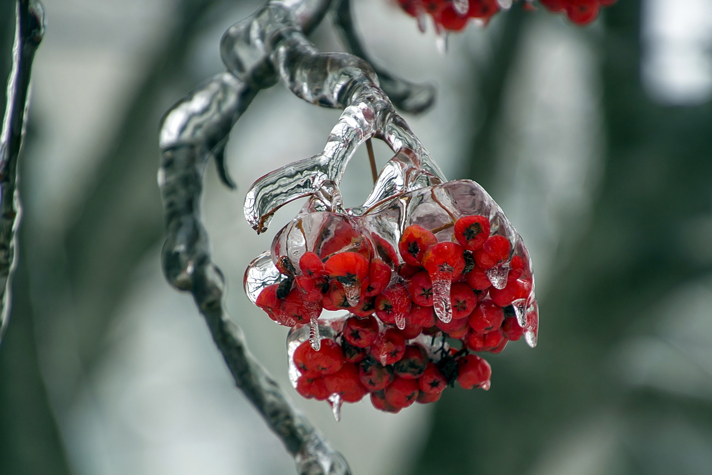 В ледяном плену.