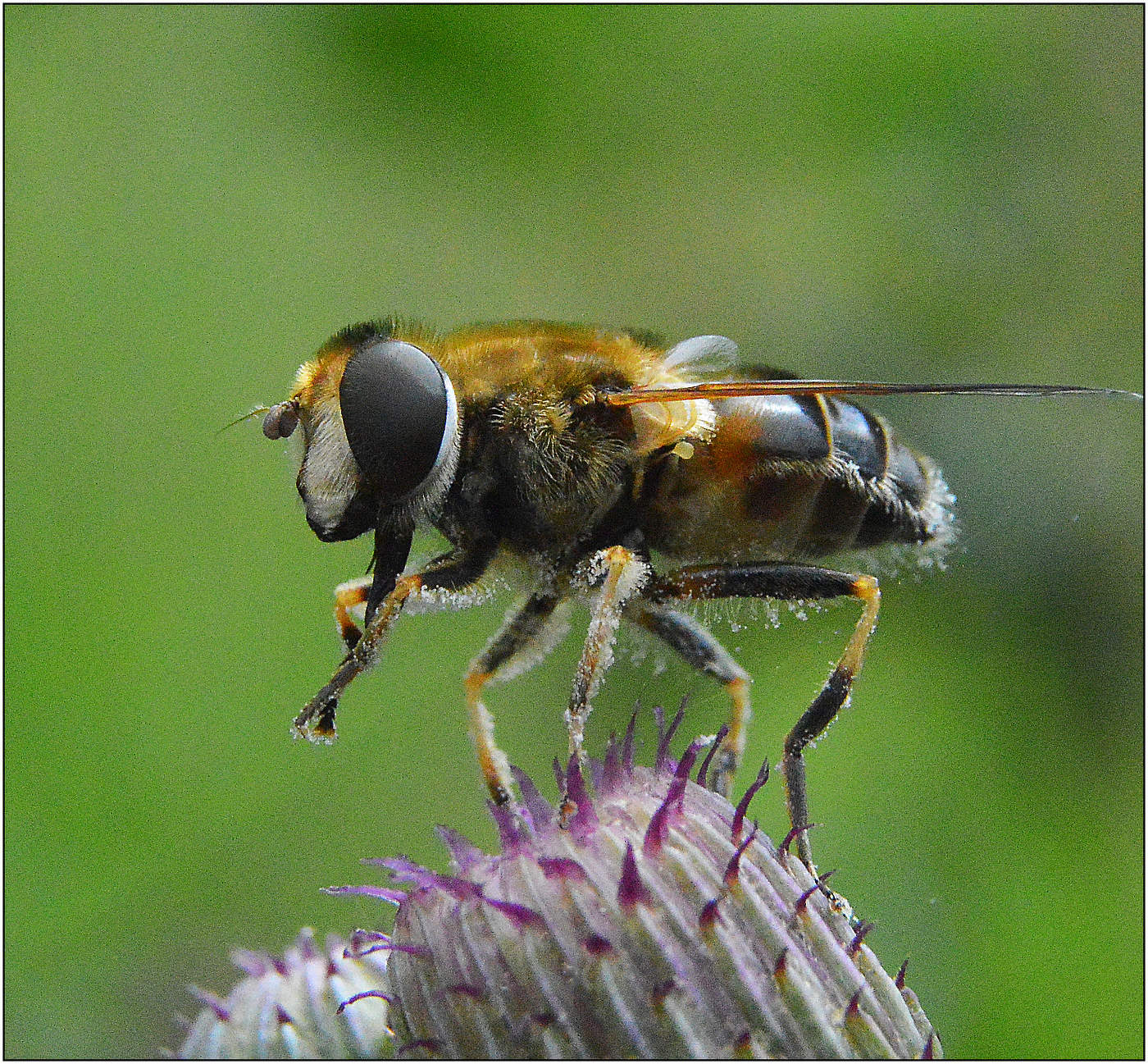 Приют для одинокого странника.