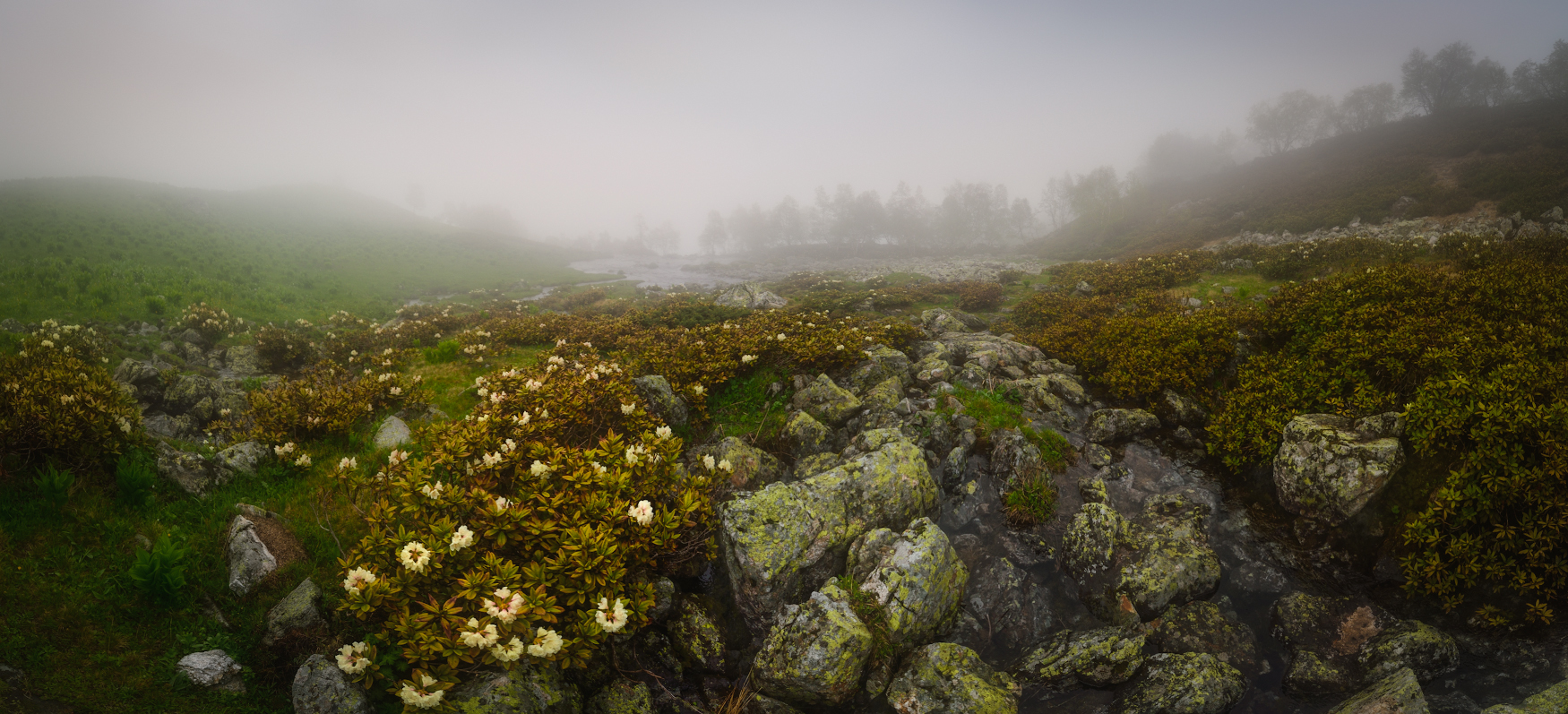 Туманный Орлёнок